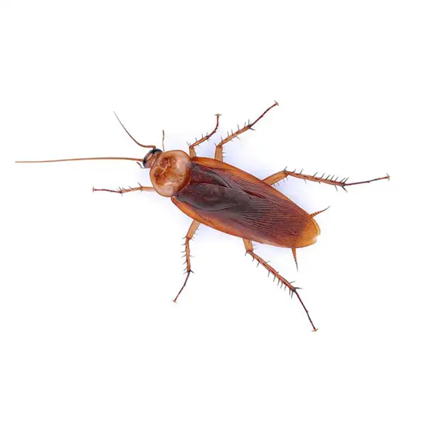American cockroach against a white background - Keep cockroaches out of your home with Active Pest Control in Georgia