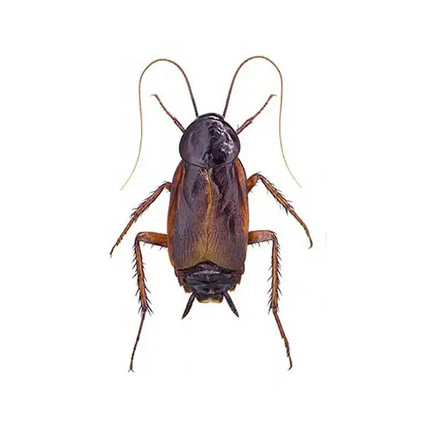 Oriental cockroach against a white background - Keep cockroaches out of your home with [placeholder-company] in [placeholder-city]