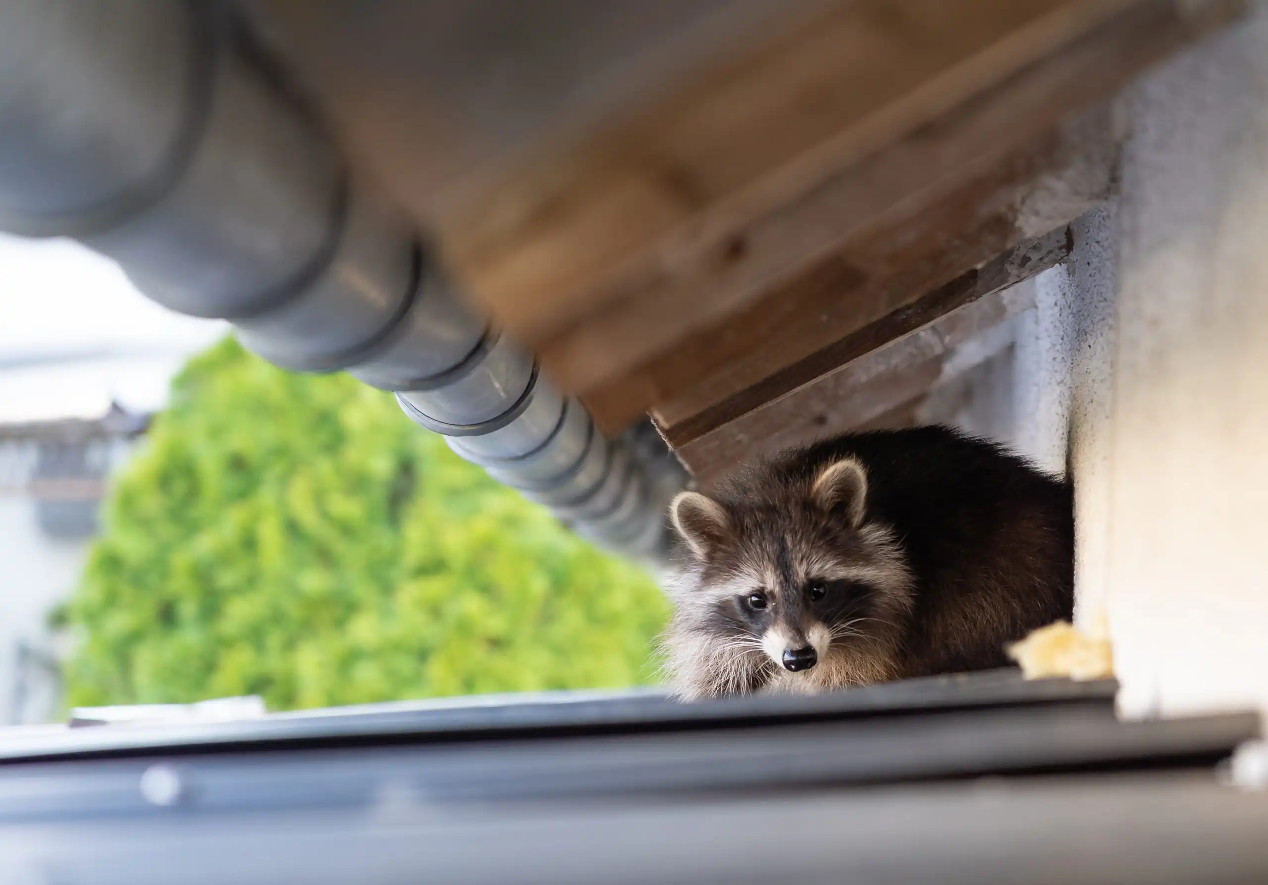 Raccoon hiding near house
