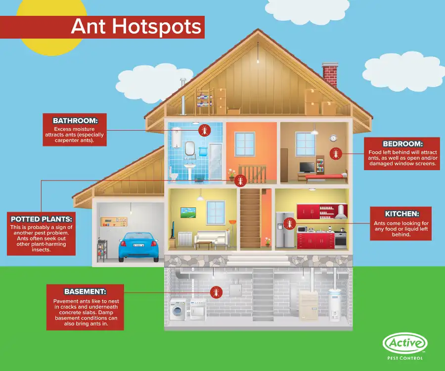 How ants get into your house in Atlanta GA - Active Pest Control