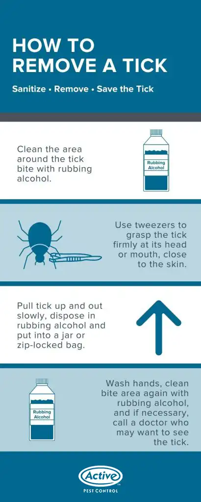 How to safely remove ticks in Atlanta GA - Active Pest Control