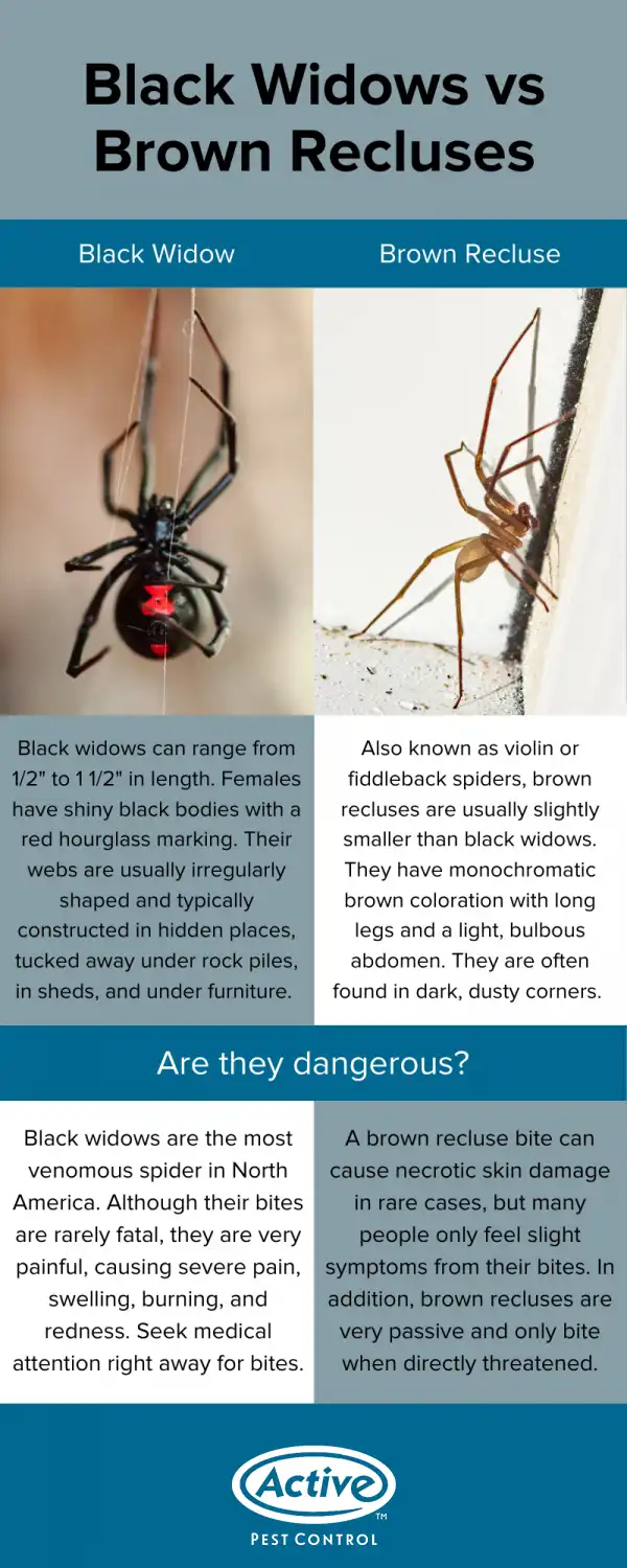 Black widow vs brown recluse infographic - Active Pest Control
