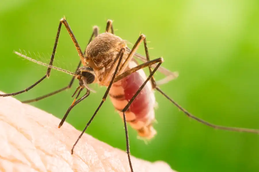 How to identify mosquitoes - Active Pest Control