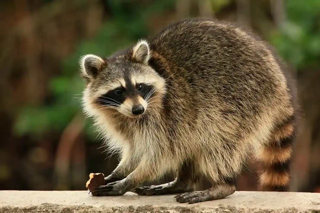 Raccoon on a ledge feeding on scraps - Keep raccoons away from your home with Active Pest Control in GA