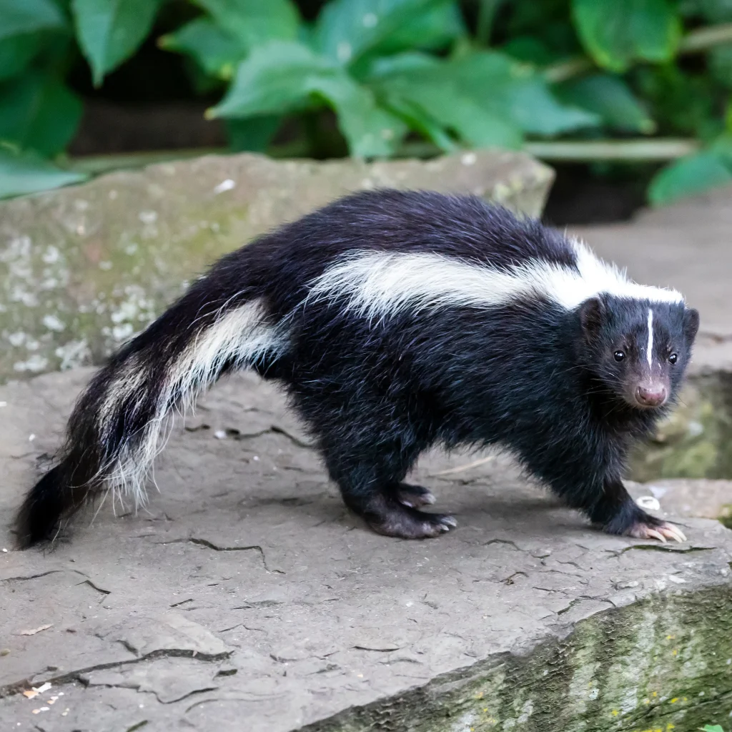 Skunk along the steps in a garden - Keep wildlife away from your home with Active Pest Control in GA