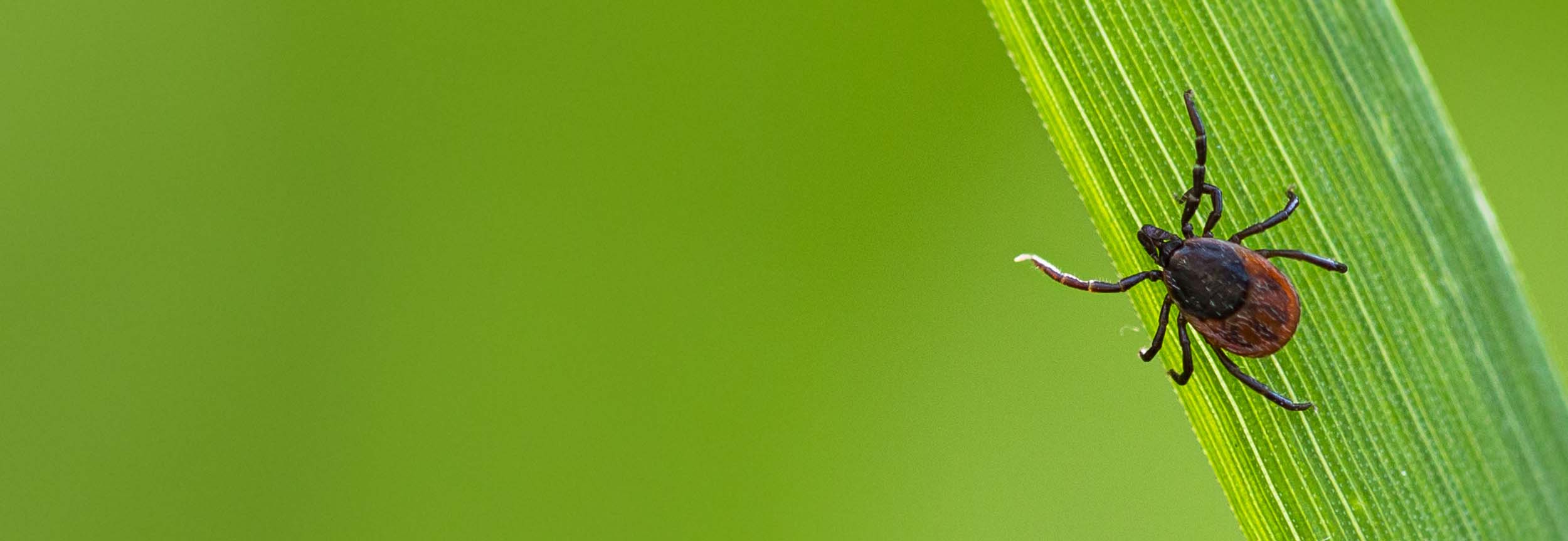 Tick Exterminators | Georgia Tick Control & Removal Services