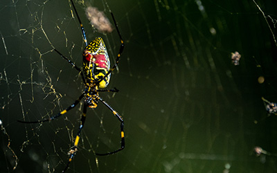 Joro Spider with Active Pest Control serving Calhoun, GA