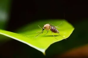 Closeup of a mosquito on a leaf | Active Pest Control serving Calhoun, GA