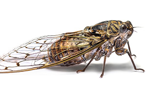 Cicadas in Georgia with Active Pest Control serving Calhoun, GA