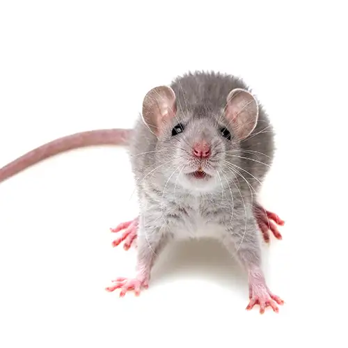 Grey rat on a white background - Keep pests away from your home with Active Pest Control in GA