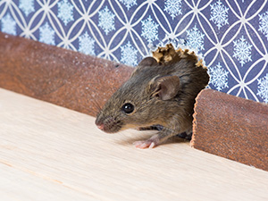 mouse in wall with Active Pest Control serving Calhoun, GA