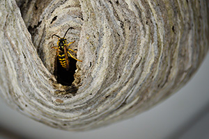 Wasp crawling out of wasp nest at property in DeKalb County Georgia that was in need of stinging insect extermination service