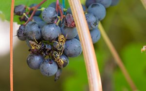 yellowjackets buzzing on some grapes growing in a garden in suburban atlanta