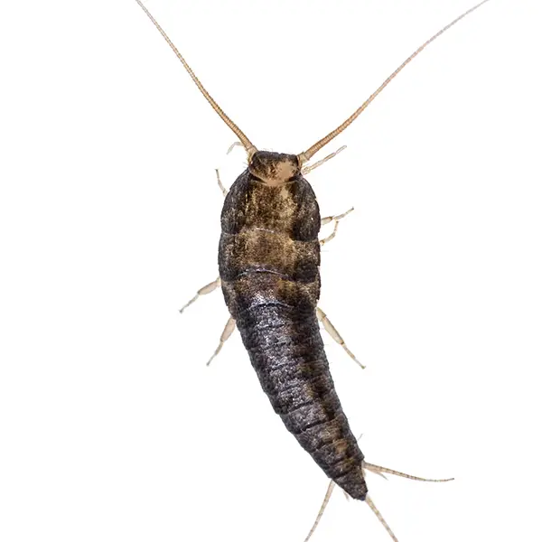 silverfish on a white background - Keep pests away from your home with Active Pest Control in GA