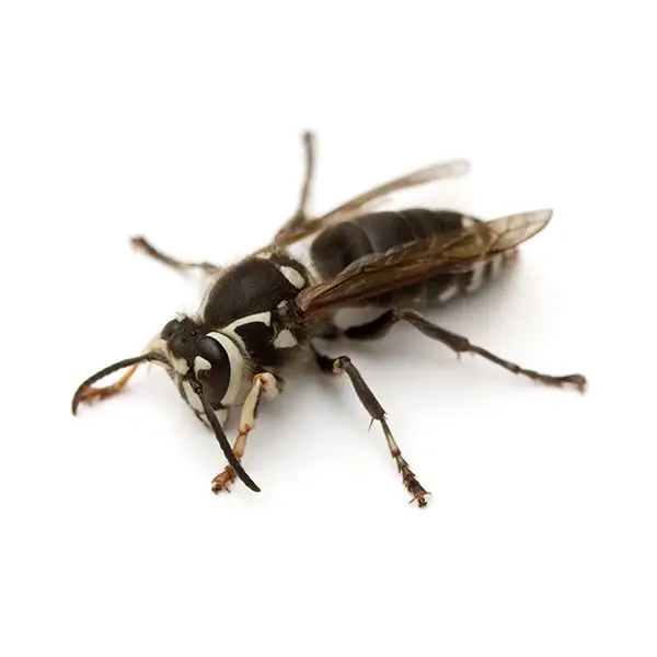 bald faced hornet on a white background - - Keep pests away from your home with Active Pest Control in GA