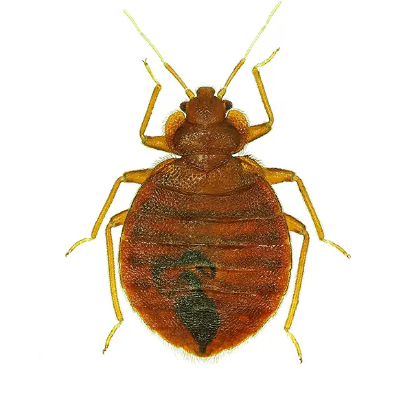 bed bug on a white background - Keep pests away from your home with Active Pest Control in GA