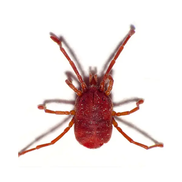 bird mite on a white background - Keep pests away from your home with Active Pest Control in GA