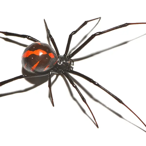 black widow on a white background - Keep pests away from your home with Active Pest Control in GA