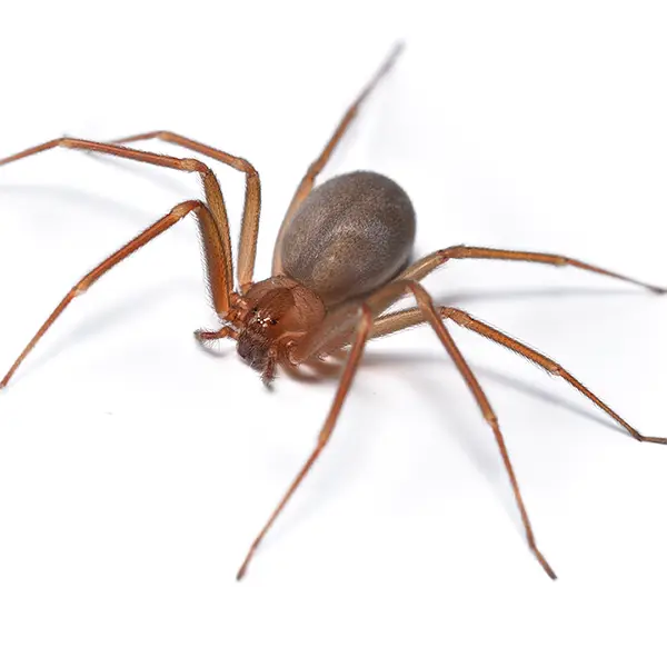 brown recluse on a white background - Keep pests away from your home with Active Pest Control in GA