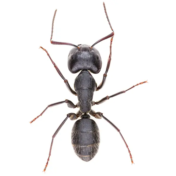 Carpenter ant on a white background - Keep pests away from your home with Active Pest Control in GA