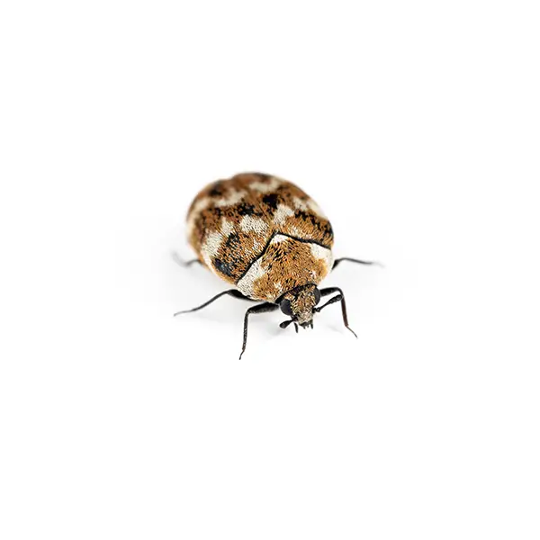 carpet beetle on a white background - Keep pests away from your home with Active Pest Control in GA