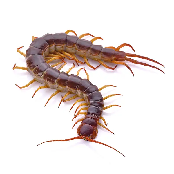 centipede on a white background - Keep pests away from your home with Active Pest Control in GA