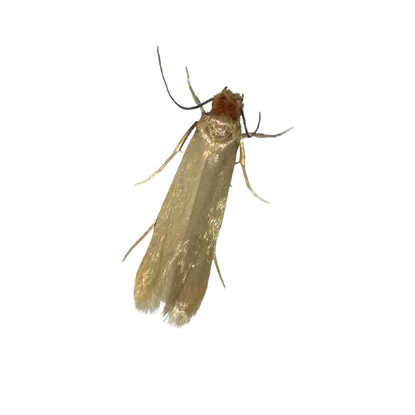 clothes moth on a white background - Keep pests away from your home with Active Pest Control in GA