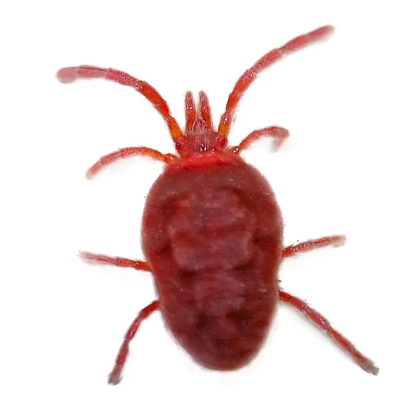 clover mite on a white background - Keep pests away from your home with Active Pest Control in GA