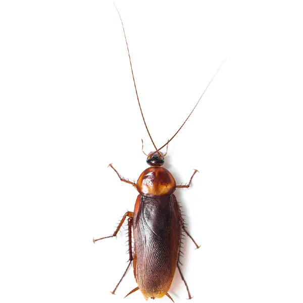 Cockroach on a white background - Keep pests away from your home with Active Pest Control in GA