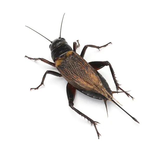 Cricket on a white background - Keep pests away from your home with Active Pest Control in GA