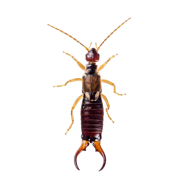 earwig on a white background - Keep pests away from your home with Active Pest Control in GA