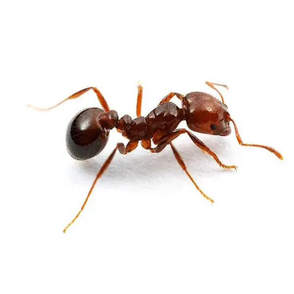 Fire ant on a white background - Keep pests away from your home with Active Pest Control in GA