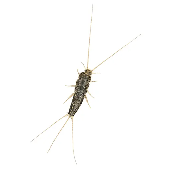 firebrat on a white background - Keep pests away from your home with Active Pest Control in GA