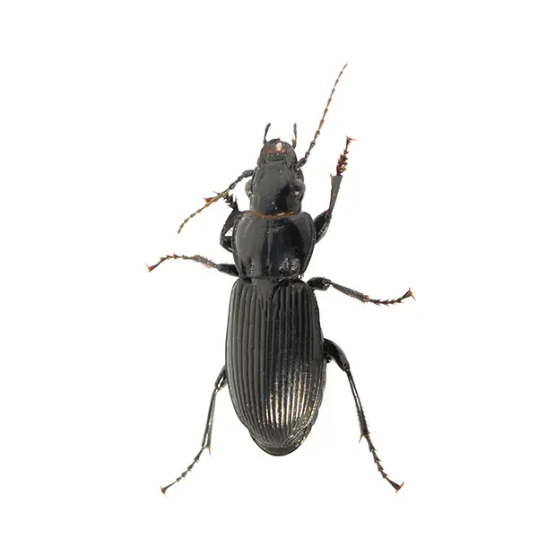 ground beetle on a white background - Keep pests away from your home with Active Pest Control in GA