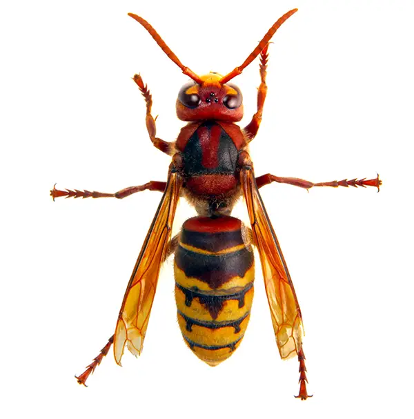 hornet on a white background - Keep pests away from your home with Active Pest Control in GA