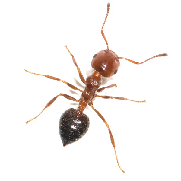 House ant on a white background - Keep pests away from your home with Active Pest Control in GA