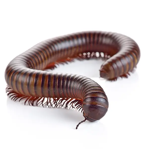 millipede on a white background - Keep pests away from your home with Active Pest Control in GA