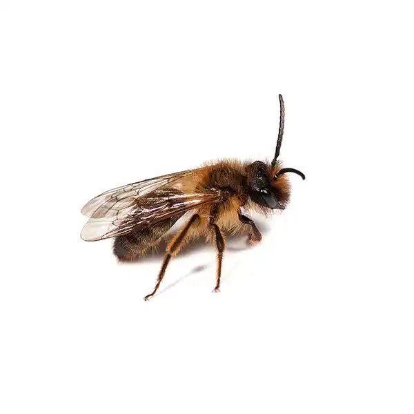 mining bee on a white background - Keep pests away from your home with Active Pest Control in GA