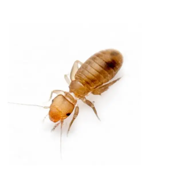 Psocid on a white background - Keep pests away from your home with Active Pest Control in GA