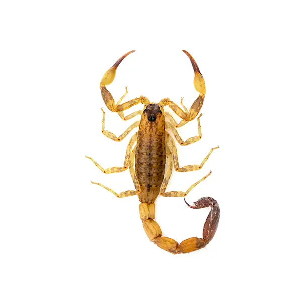 scorpion on a white background - Keep pests away from your home with Active Pest Control in GA