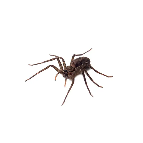 Gray spider on a white background - Keep pests away from your home with Active Pest Control in GA