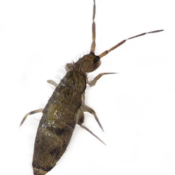 springtail on a white background - Keep pests away from your home with Active Pest Control in GA