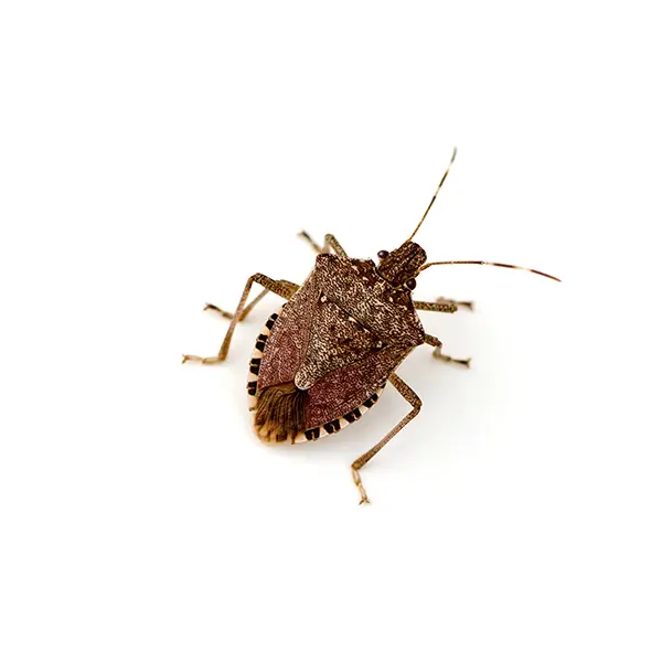 stinkbug on a white background - Keep pests away from your home with Active Pest Control in GA