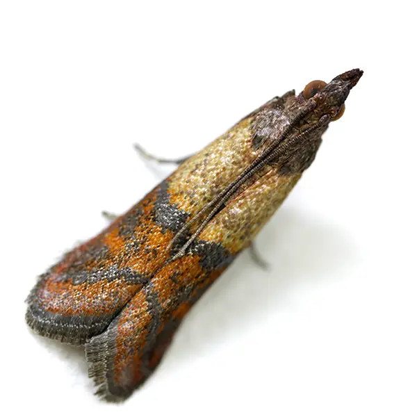 pantry moth on a white background - Keep pests away from your home with Active Pest Control in GA