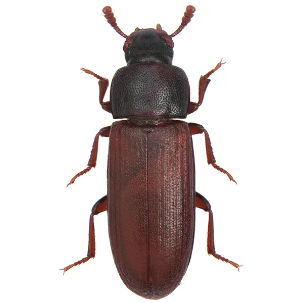 rice beetle on a white background - Keep pests away from your home with Active Pest Control in GA