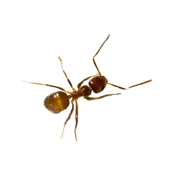 Tawny crazy ant on a white background - Keep pests away from your home with Active Pest Control in GA