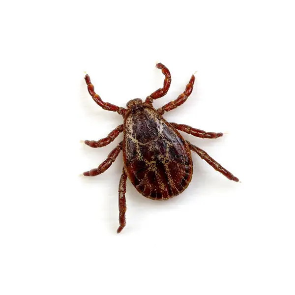 tick on a white background - Keep pests away from your home with Active Pest Control in GA