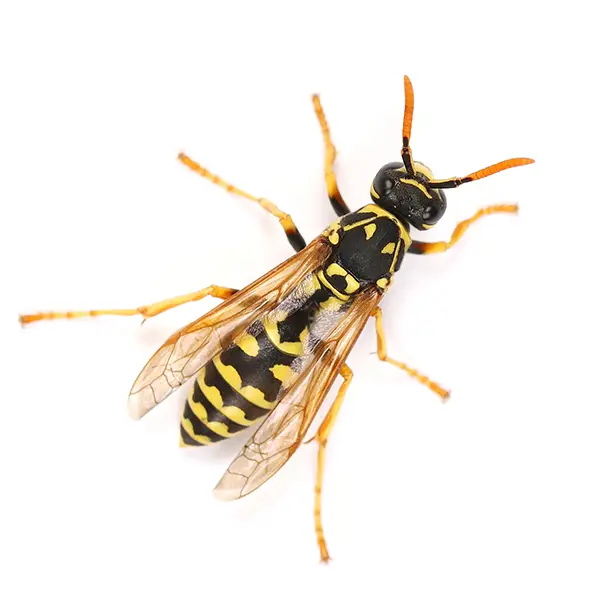 Wasp on a white background - Keep pests away from your home with Active Pest Control in GA