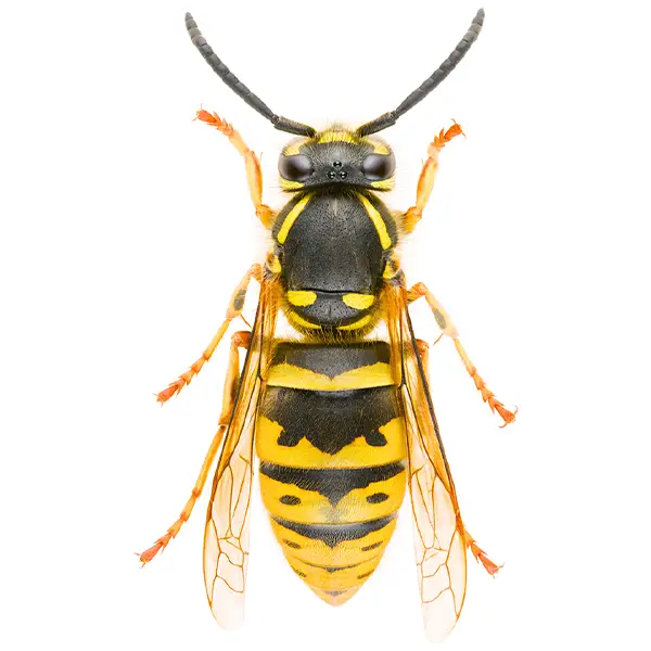 yellowjacket on a white background - Keep pests away from your home with Active Pest Control in GA