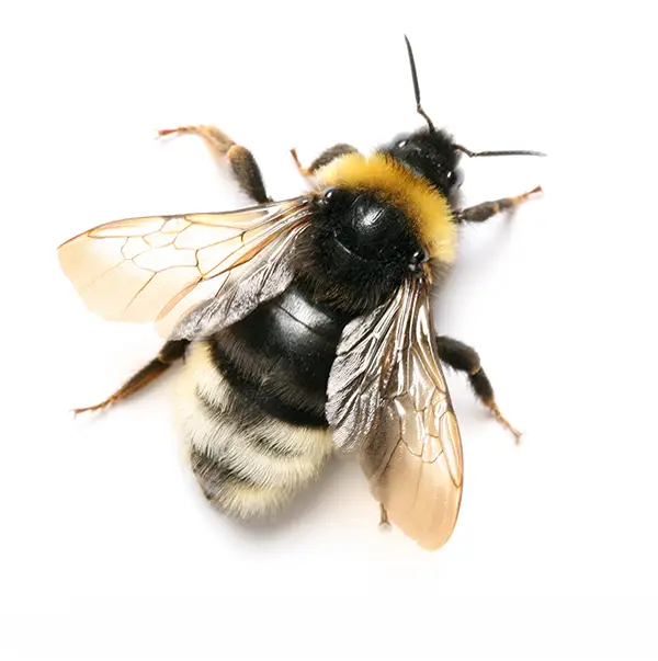 bumblebee on a white background - Keep pests away from your home with Active Pest Control in GA